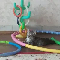 بچه گربه