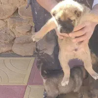 توله نر خراسانی مخصوص گله