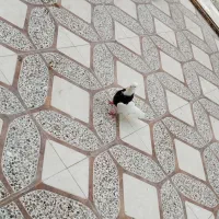 طوقی|پرنده|بندر کنگان, |دیوار