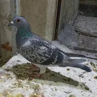 ماده پلاکی|پرنده|بهبهان, |دیوار