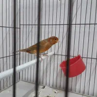 قناری شتری مست|پرنده|مرودشت, بیست متری بیمارستان|دیوار