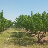 باغچهای تکبرگ شرایطی،زعفرانیه،کامرانیه،سهیلیه|فروش زمین و ملک کلنگی|کرج, فاز ۲ مهرشهر|دیوار