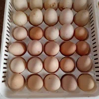 تخم مرغ محلی و اردکی نطفه دار|خوردنی و آشامیدنی|لنگرود, |دیوار