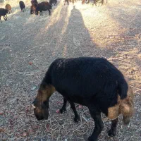 گوسفند شیشک چاق|حیوانات مزرعه|بناب, |دیوار