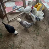 لهستانی گلین