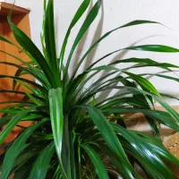 گل وگیاه|گل و گیاه طبیعی|ماهان, |دیوار