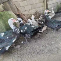 تعداد محدود اردک درشت نر و ماده|حیوانات مزرعه|رودبنه, |دیوار