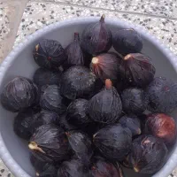 انجیر درجه یک قیمت مناسب