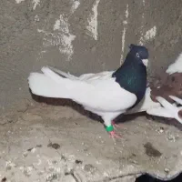 کبوتر کله و شونی|پرنده|بروجرد, |دیوار