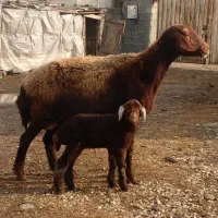 سه تا گوسفند بره دار درشت واسه داشتی