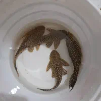 ماهی لجنخوار اسپورت