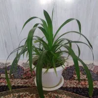 گیاهان زینتی