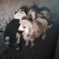 بره نژاددار ماده قیمت مناسب بردسیر|حیوانات مزرعه|کرمان, |دیوار