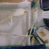 تعدادی ۹عددعروس هلندی ۱سال ۴ماه دوماه