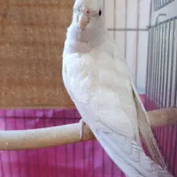 طوطی عروس هلندی البینو