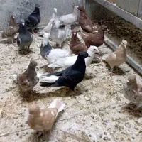 جوجه|پرنده|نیشابور, شهرک بسیج|دیوار