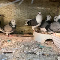 کبوتر شازده|پرنده|عنبرآباد, |دیوار