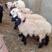 چهار تابره دم خونه‌ای