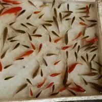 فروش ماهی (مناسب طعمه ماهی)