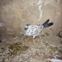 کفتر نر|پرنده|کرج, جهان‌شهر|دیوار