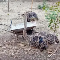 شتر مرغ ۲ عدد|حیوانات مزرعه|قائم‌شهر, |دیوار