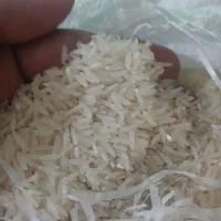 برنج فجر سوزنی و لاشه