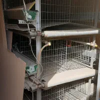 کانکس مرغداری|لوازم جانبی حیوانات|اصفهان, قهاب جنوبی|دیوار