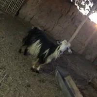 دو عدد بز جوان سر حال|حیوانات مزرعه|شاهرود, |دیوار