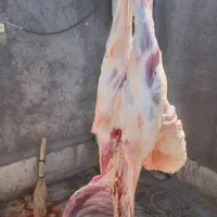 گوشت بره نر کشتار امروز با ضمانت