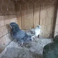 کفتر|پرنده|قم, زاویه|دیوار