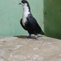 کبوتر