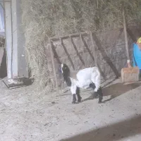 بزغاله نر عراقی|حیوانات مزرعه|قصابه, |دیوار