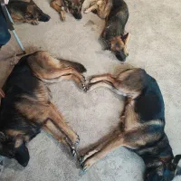 ژرمن شولاین