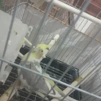 جفت مولد عروس هلندی چهار تخم با قفس|پرنده|زنجان, |دیوار