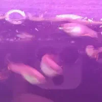 ماهی گوپی اصلاح شده