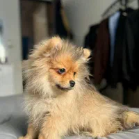 سگ پامر روباهی|سگ|رشت, دروازه لاکان|دیوار