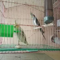 سره و..|پرنده|اراک, |دیوار