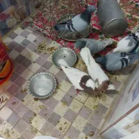 ۶بیرون شهری|پرنده|شیراز, شیخ علی چوپان|دیوار