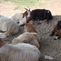 بزغاله نر و ماده