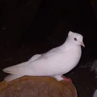 کبوتر پرشی|پرنده|لشت نشا, |دیوار