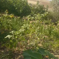 سرایداری ونظافت