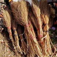 جارو حیاط|لوازم نظافت|ملکان, |دیوار