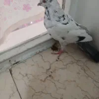 تعداد کفتر پرشی|پرنده|تهران, بهمن یار|دیوار