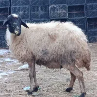 گوسفند گیج قصابی