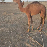 فروشی|حیوانات مزرعه|کهنوج, |دیوار