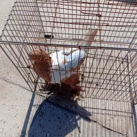 کبوتر تزئینی پا پر زیاد نرم هست.