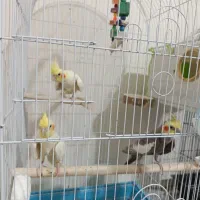 یک جفت عروس هلندی و یه دونه نر تک