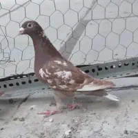 کبوتر مسافتی