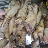 پاچه گوساله
