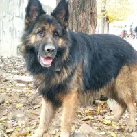 سگ ژرمن نر .